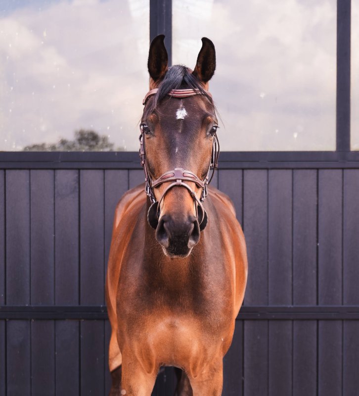 Coquette van de begijnakker z